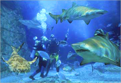Scuba Diving With Sharks